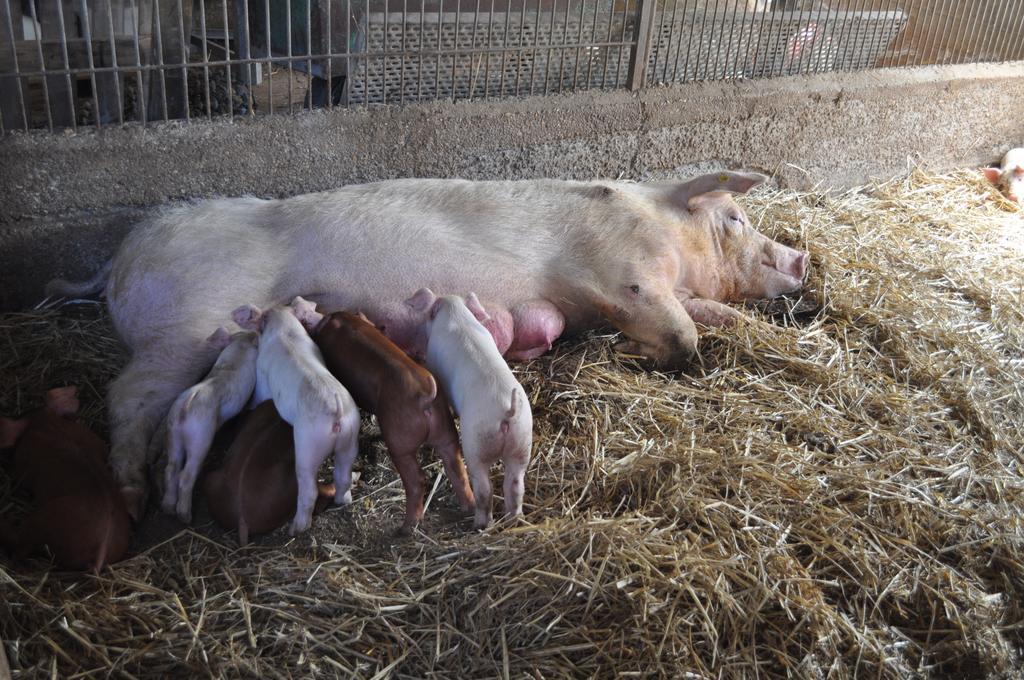 Farm Stay Il Carro Del Colle Collevalenza Εξωτερικό φωτογραφία