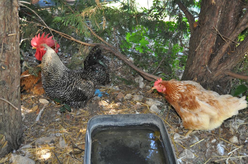 Farm Stay Il Carro Del Colle Collevalenza Εξωτερικό φωτογραφία