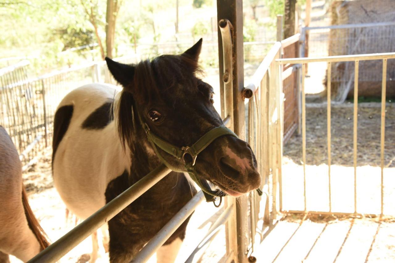 Farm Stay Il Carro Del Colle Collevalenza Εξωτερικό φωτογραφία